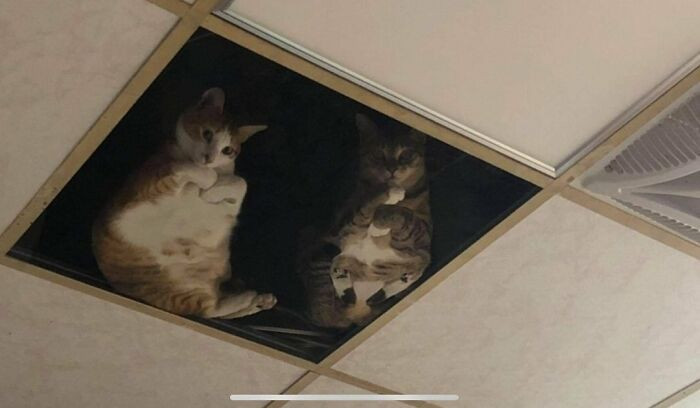 People are joking that these are ceiling cats 2.0/3.0—the latest purrveillance system.