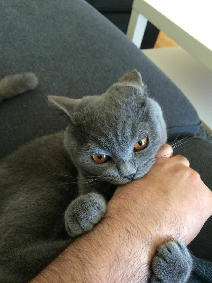 23. "Haven't Seen Me for a Week. Greeted with Fangs. My Cat Hates Me"