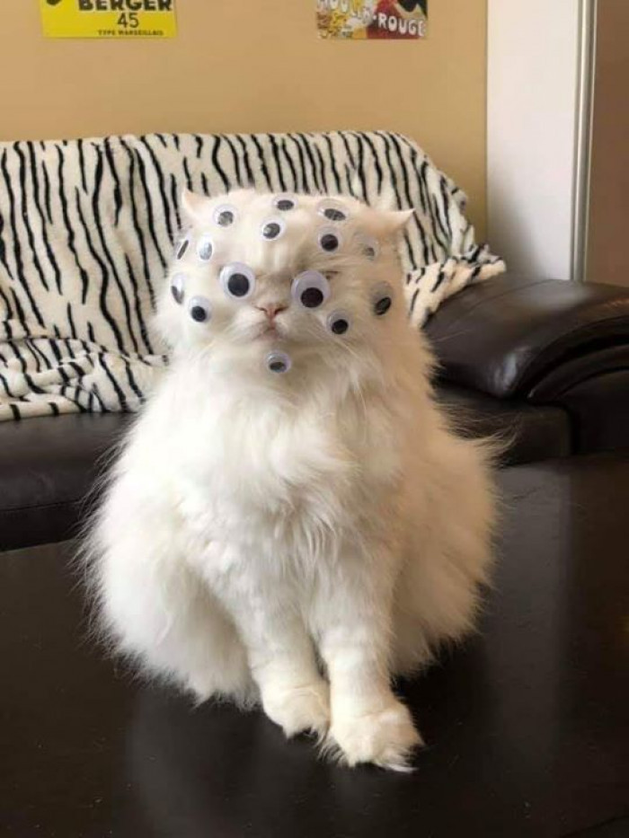 1. Take a look at some funny cat memes to brighten your day