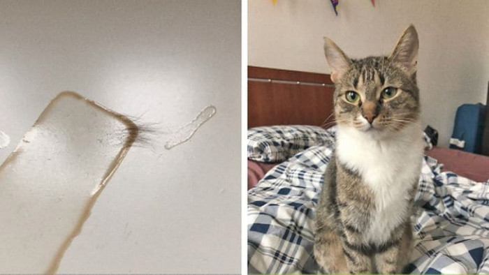 3. “My cat spilled soda on the table and got stuck to it with his bottom…”