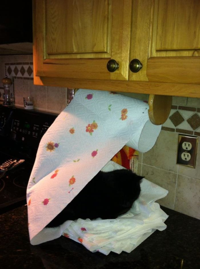 I'd bet money there's a legitimate cat bed somewhere in this house.