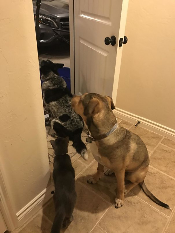 16. "My husband went into the garage for a second. His entourage (who are not allowed in the garage) followed him as best they could."