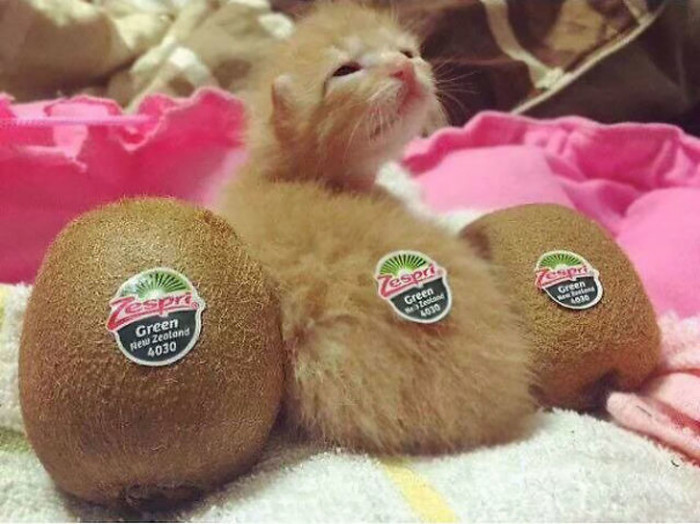 4. The Kiwi in the middle looks kinda weird 