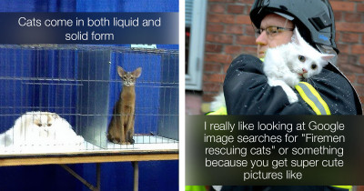 These Cat Posts From Tumblr Are Im-PAWS-ible Not To Laugh Hysterically At