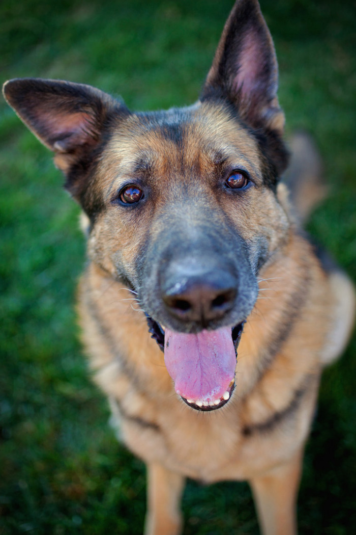 1. Meet Cody, the retired law-enforcement K9 who ended up in a dog shelter when he was no longer needed.