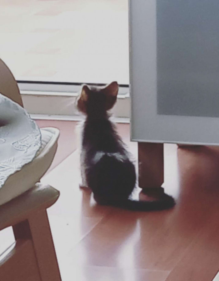 Gizmo feels better now, and his adorable personality shines through.