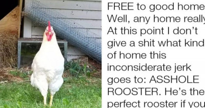 How One Mom's Hilarious, Anger-Filled Rant to Adopt Out Her Rooster Teaches Us All a Lesson