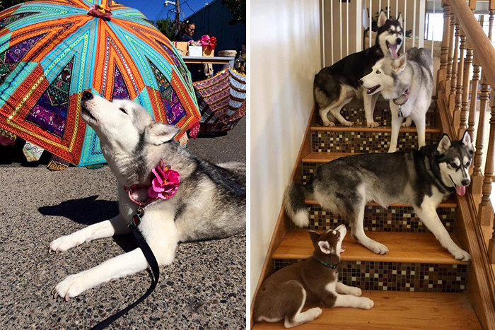 "Storm came to me one late night 10 years ago when a rescue I fostered for called needing an emergency foster..."