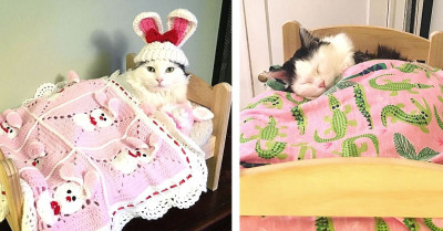 After Being Rescued From a Place With Terrible Living Conditions, This Cat Likes Nothing More Than Sleeping in Her Tiny Doll Bed