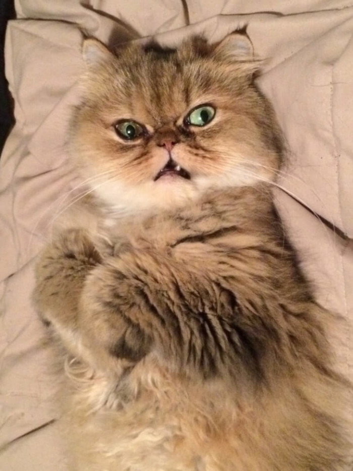 1. "You dare disturb my slumber?"