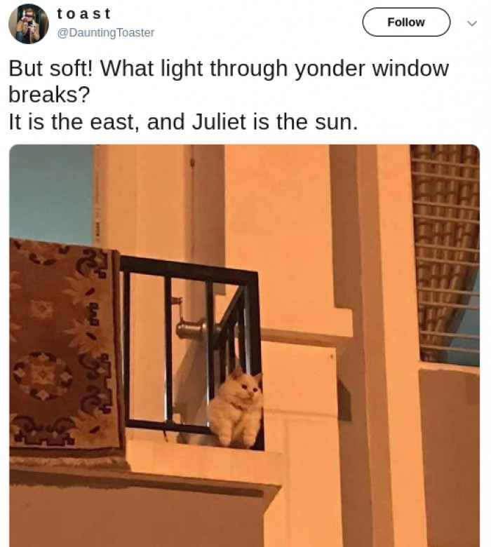 Cat tweet screenshot with humorous captions, featuring a dignified cat in style