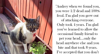 Open Letter To A Feral Cat Shows That A Little Love Goes A Long Way