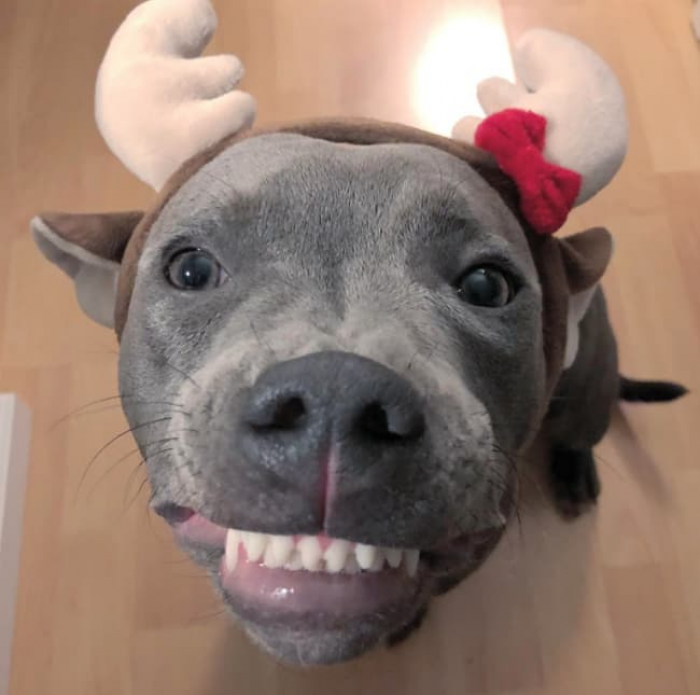11. Christmas Dog