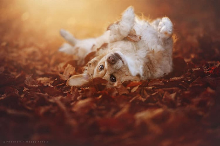 Vani the dog enjoying autumn scenery, surrounded by peaceful fall colors.