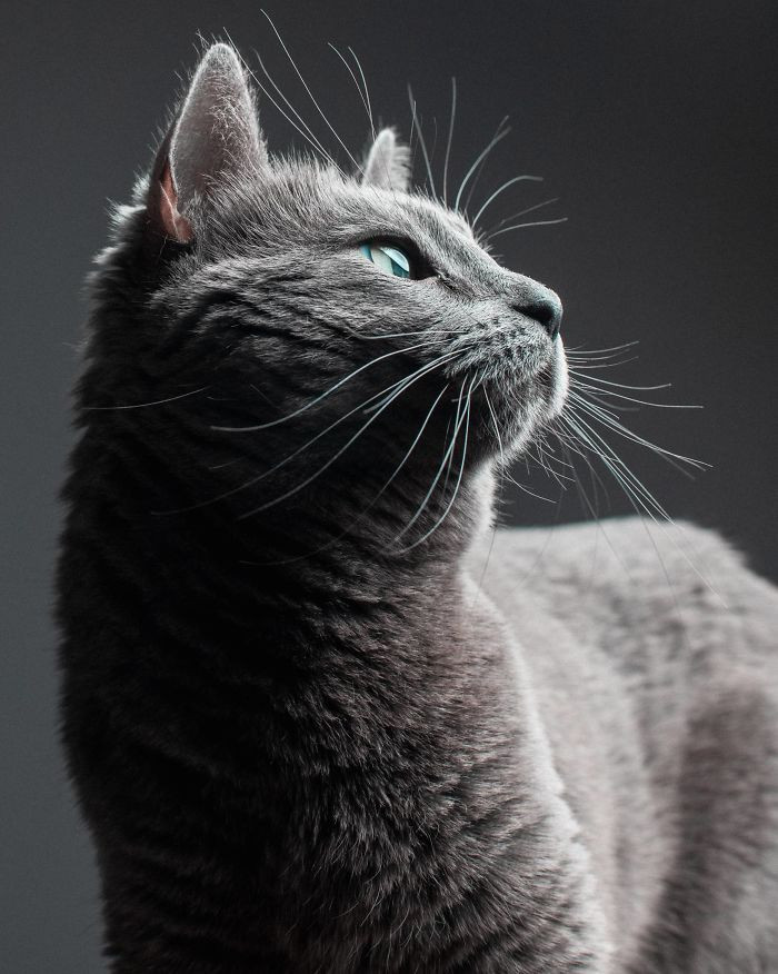 Close-up of a cat sitting calmly while a photographer prepares a shot