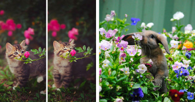 Pictures Of Animals Sniffing Flowers Are Absolutely The Best Form Of Therapy