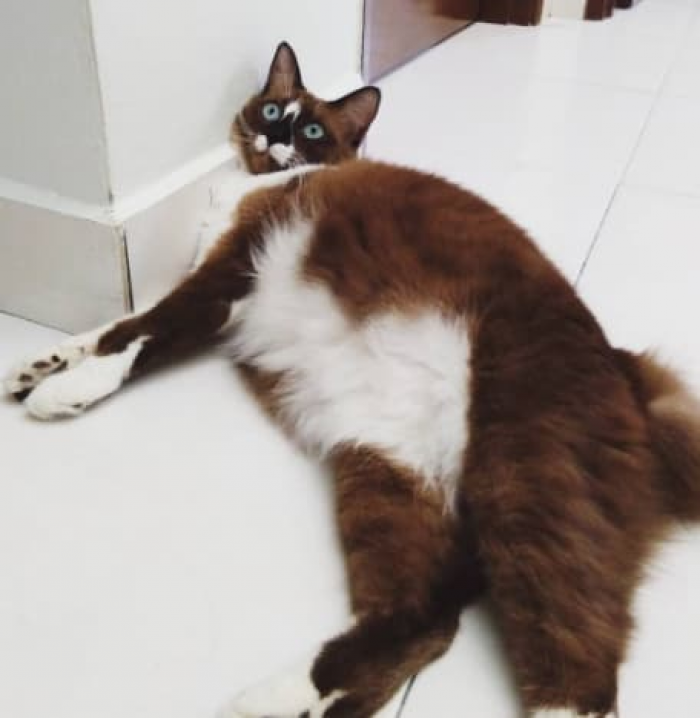 He looks like a Swiss cake roll!