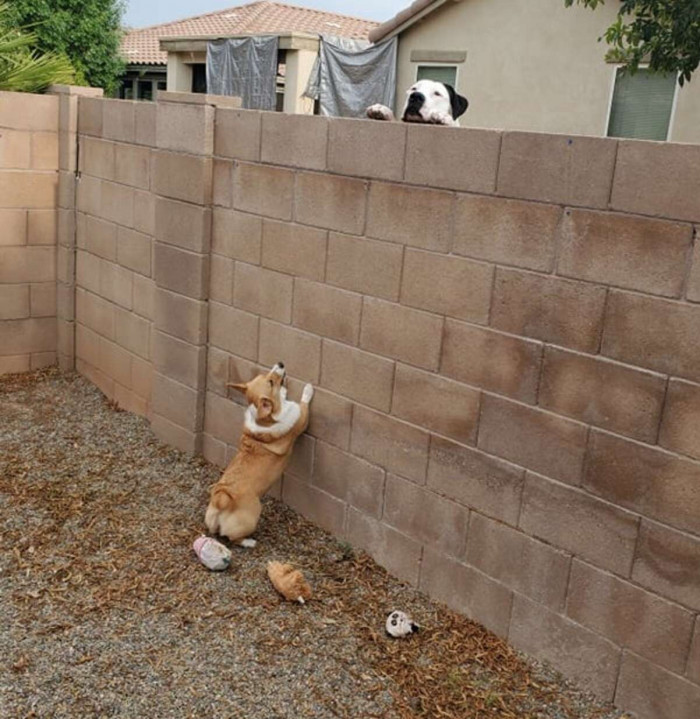No matter how high she tried to jump, Zola could not reach the dog on the other side of the fence.