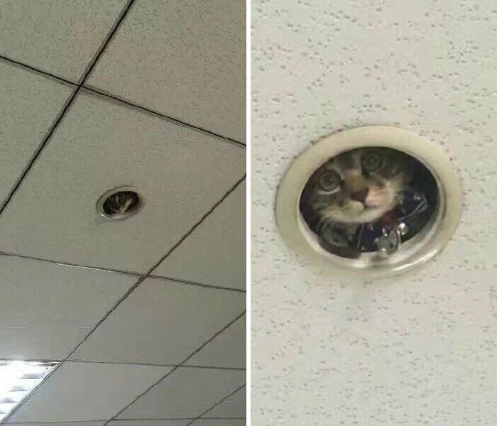 7. The new surveillance camera is doing a meowsome job so far.