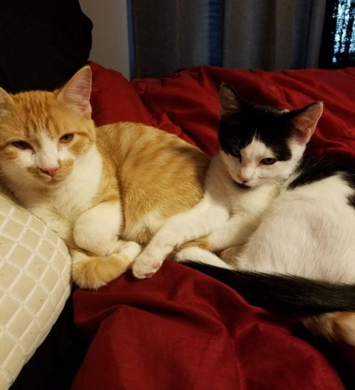 9. “My two recently adopted cats judging me relentlessly while I try on new clothes.”