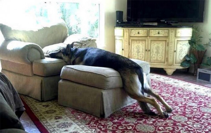 23. His paws are technically on the ground.
