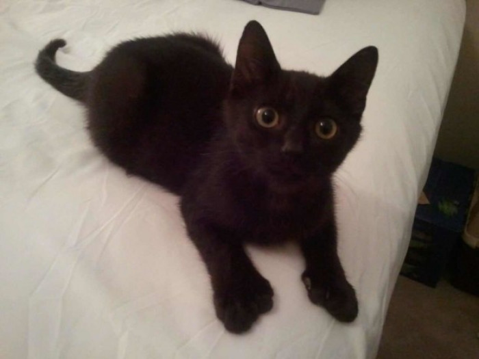 This is what the void looks like, and it has extra toes!