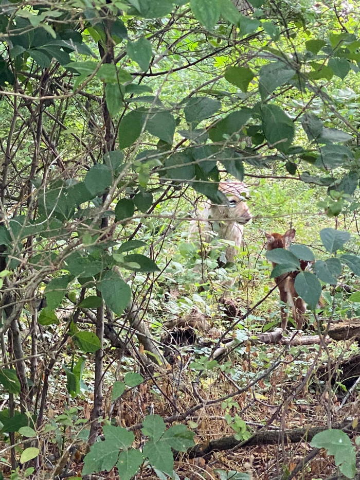 Baby deer came back, and it seems like it's saying thank you and goodbye to Harley.