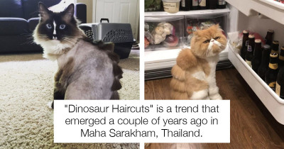 These Cats Really Don't Seem to Appreciate Their Dinosaur Haircuts, and We Should Consider It a Warning