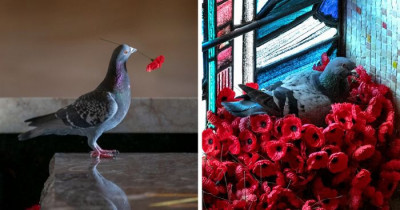 Pigeon Steals Poppies From Unknown Soldier's Grave And Builds Stunning Nest