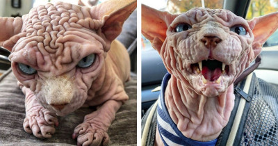 He May Be The Angriest Looking Cat You Will Ever See, But Xherdan The Wrinkly Sphynx Is Also The Sweetest