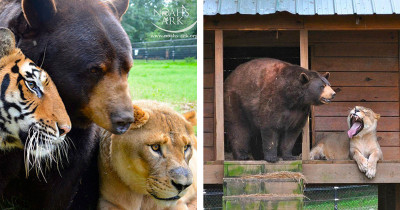 Real-Life Friendship Between This Lion, Tiger, And Bear Is Straight Out Of A Fairytale
