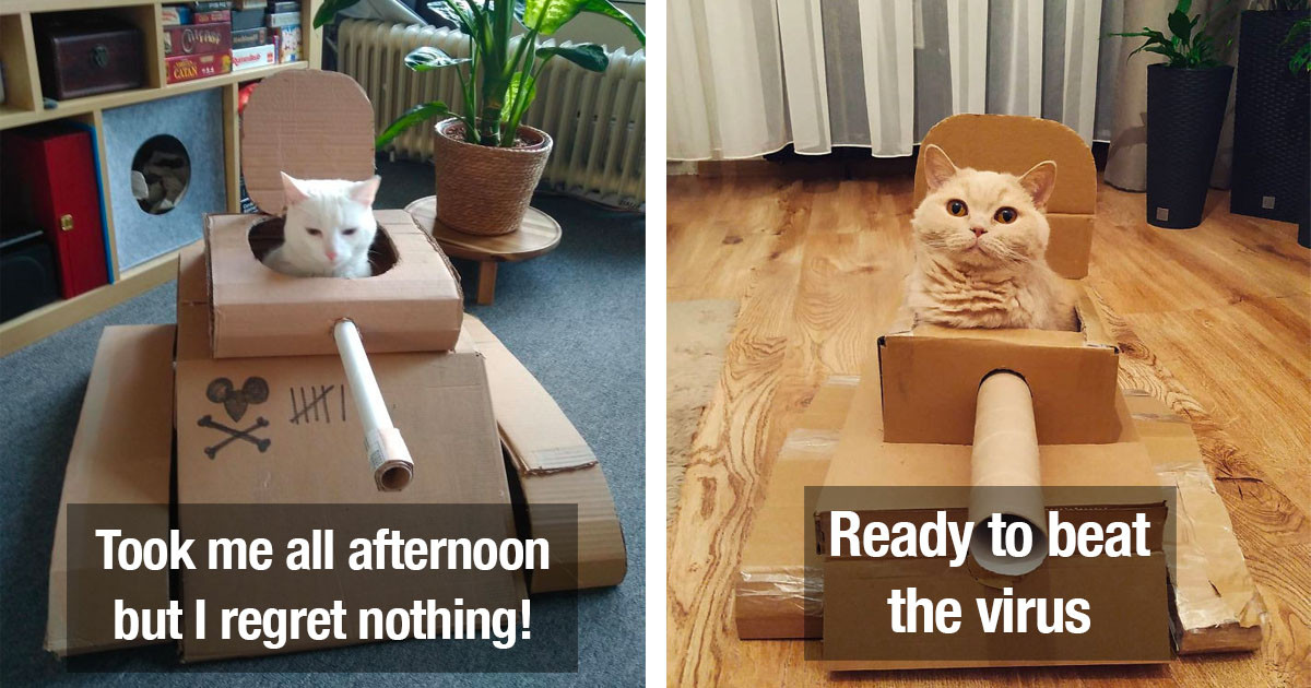 Cute Cats Have Extremely Creative Humans Who Built Cardboard Tanks For Them