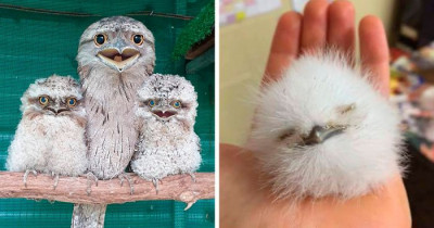 28 Adorable Frogmouth Chicks That Have Incredibly Expressive Faces