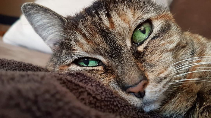 "Yep, we've got an old torby girl with nice green eyes."