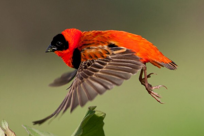 Currently, the IUCN Red List evaluates the Northern Red Bishop as Least Concern. 