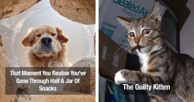 Hilarious Pictures Of Animals That Are The Finalists For The Petcare Comedy Pet Photo Awards 2020