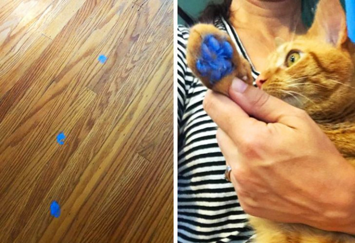 16. Caught blue-pawed?