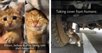 10+ Insanely Adorable Cats Guaranteed to Make You Smile