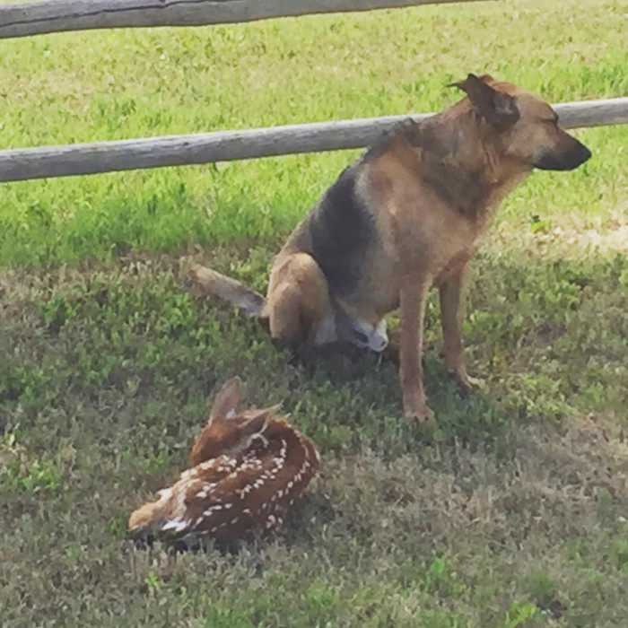2. "Our herding dog spent the day guarding Bambi until her mom came! Wilson is a dang good boy."