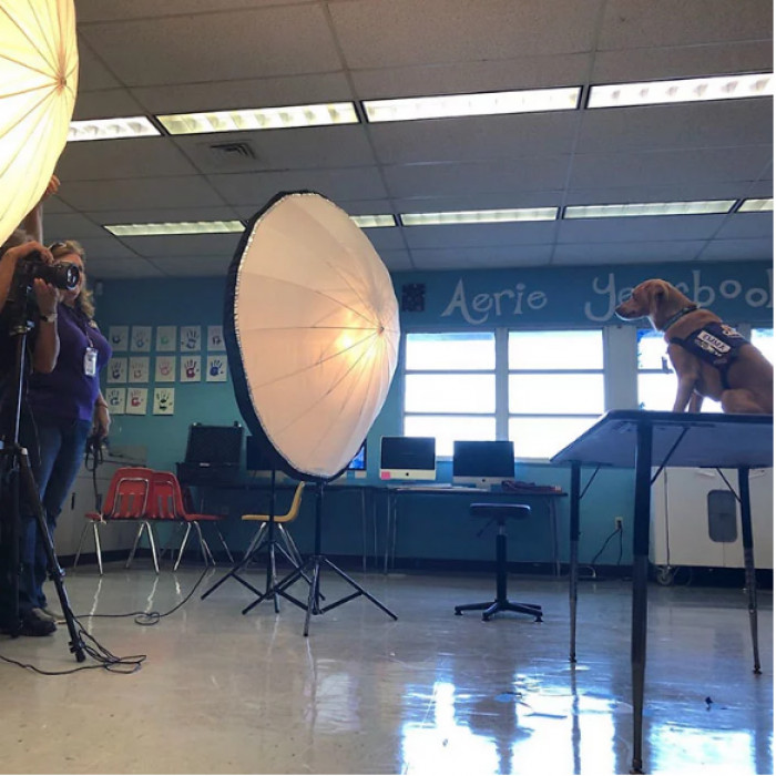 Smol boi on a big table