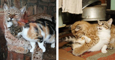 This Stray Cat Broke Into A Lynx Enclosure At The Zoo And Now The Animals Are Best Friends