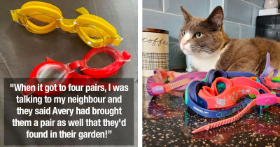 Cat Baffles Owner After He Brought Home An Abundance Of Swimming Goggles