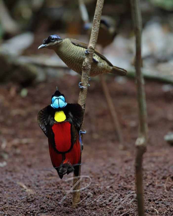 As you can see, female Wilson's birds of paradise are not so extravagant in plumage. They have a brownish coloring with a darker blue crown than the males of their species.