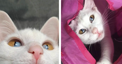 Cat Has A Rare Genetic Condition Responsible For Its Unique Two-Toned Eyes