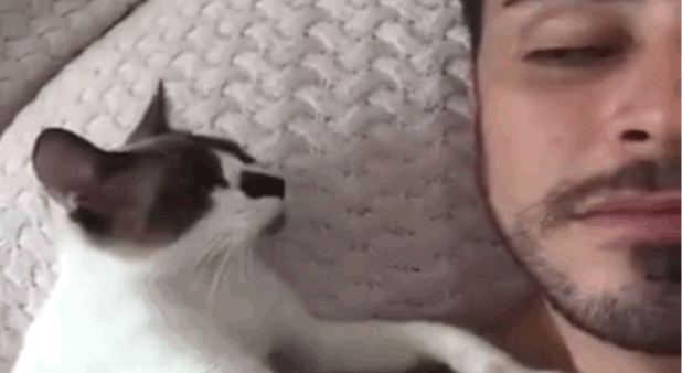 3. Love at first cat sight.