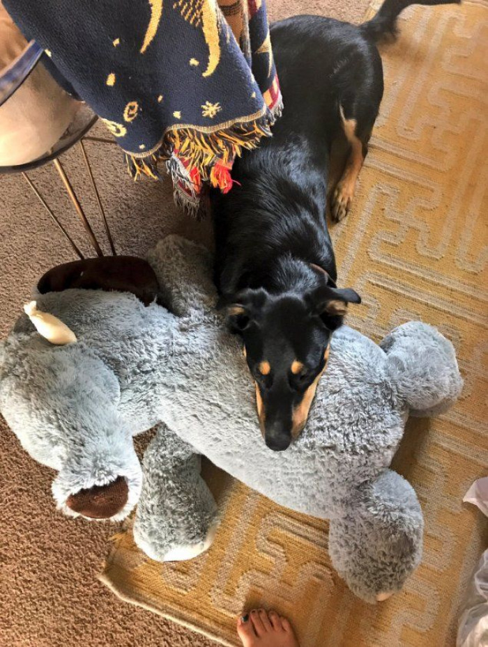 Dog resting with a blanket, owner nearby, suggesting a sick day
