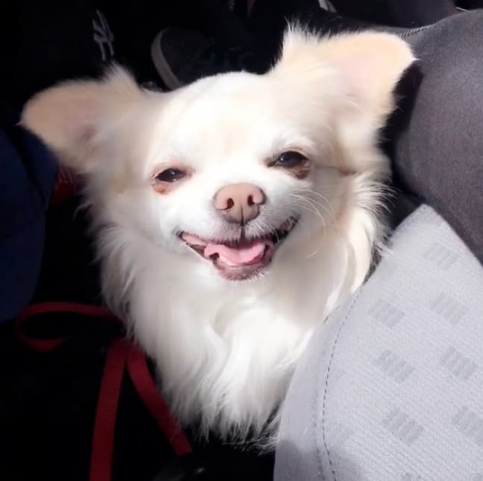 13. So much joy in such a little pup