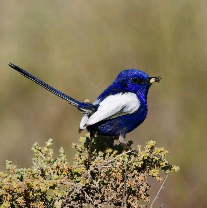 Their nests consist of fine grasses. They are lined with feathers and plant down.