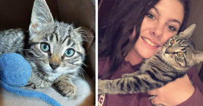 This Disabled Kitten Swam The Mississippi River Right Into The Arms Of The Purr-fect Rescuer
