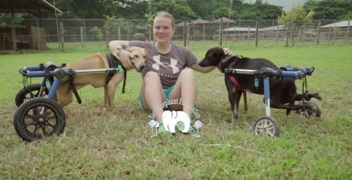 People drop by the elephant sanctuary to visit these dogs as well.
